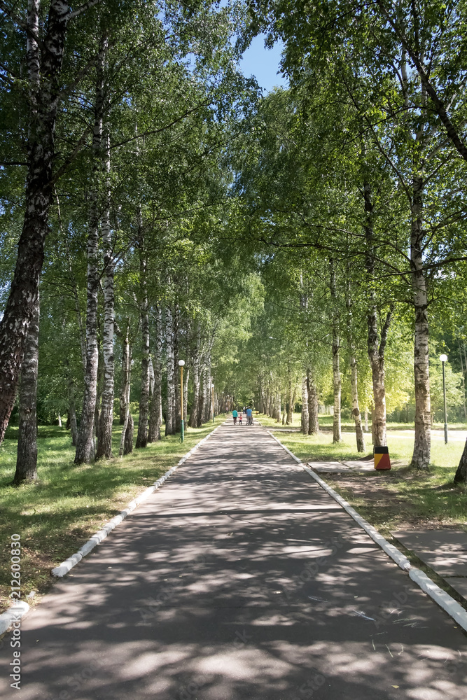 summer birch alley with asphalt road for walking