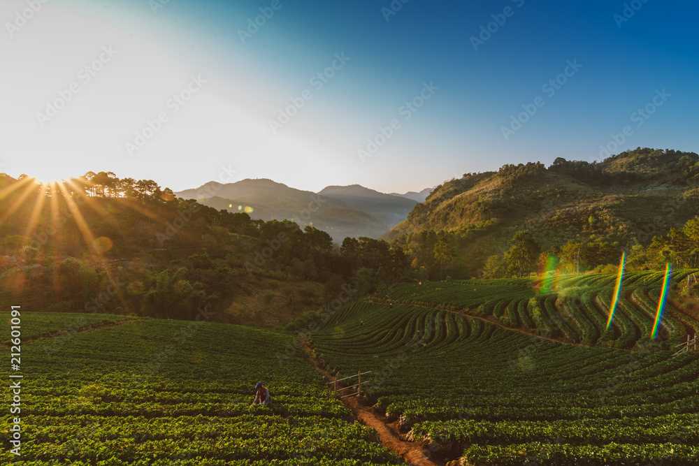 Obraz premium strawberry field in valley at doi ang khang Chiang Mai Thailand