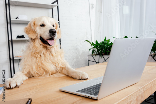Canvas Print cute labrador dog looking at laptop on wooden table in office