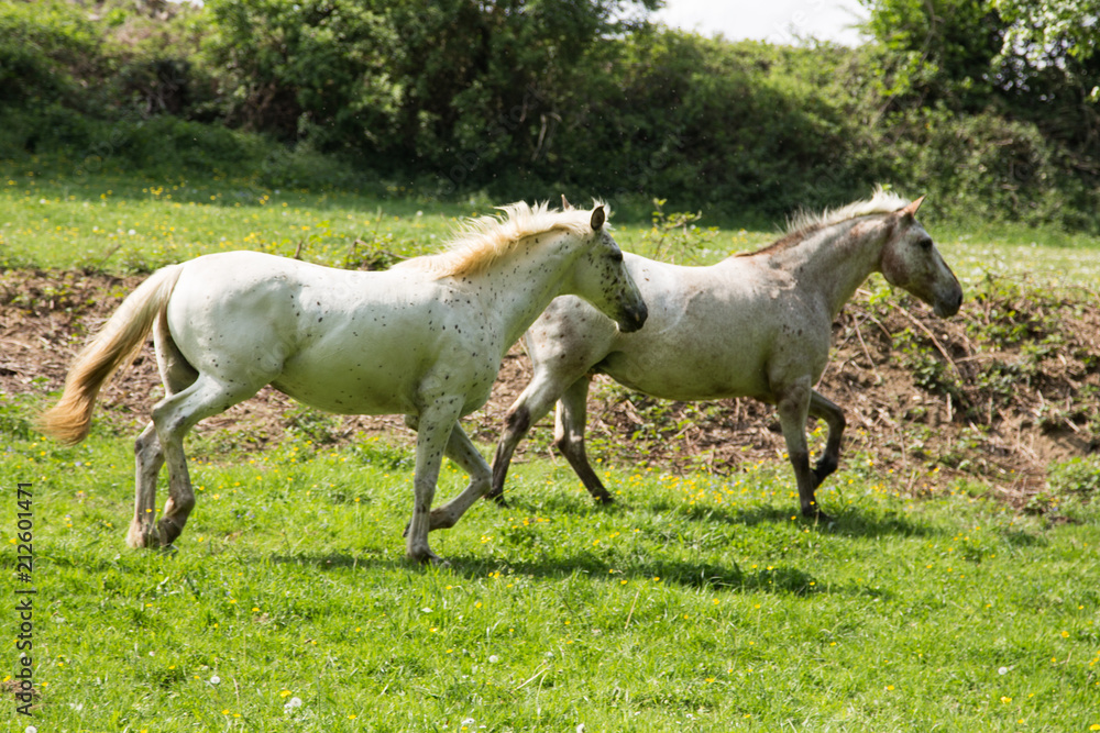 portrait of horses outdoors in Belgium.. portrait of horses outdoors in Belgium..