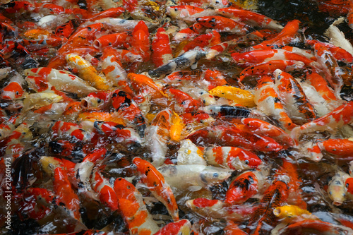 Many carp fish searching for food in the surface of the water
