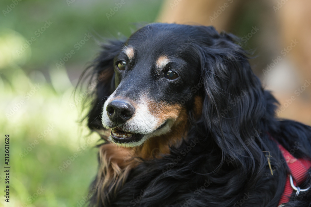 portrait of a border collie Dog outside Belgium portrait of a border collie Dog outside Belgium