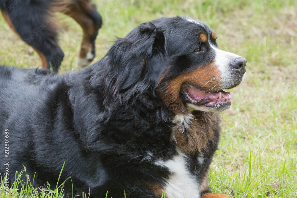 portrait of a Bernese Mountain Dog outside Belgium