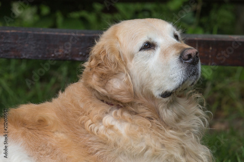 portrait of a golden retrievers Dog outside Belgium