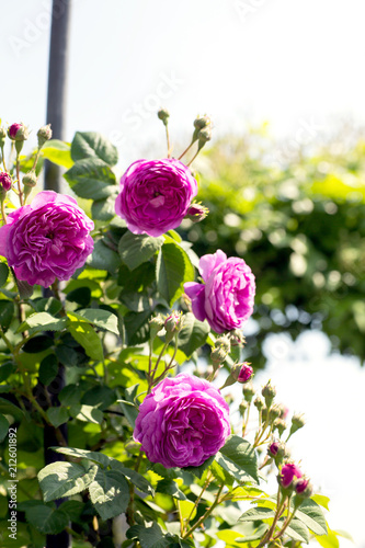 Rosenduft liegt in der Luft photo