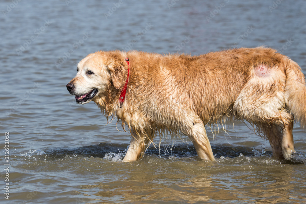 portrait of a golden retrievers Dog outside Belgium portrait of a golden retrievers Dog outside Belgium