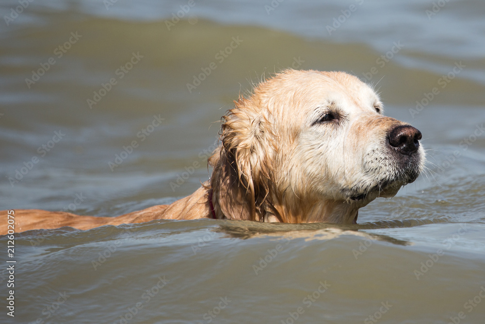 portrait of a golden retrievers Dog outside Belgium portrait of a golden retrievers Dog outside Belgium