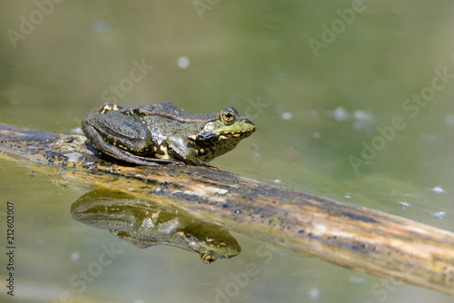 Frosch sitzt auf Baumstamm im Teich