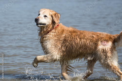 portrait of a golden retrievers Dog outside Belgium