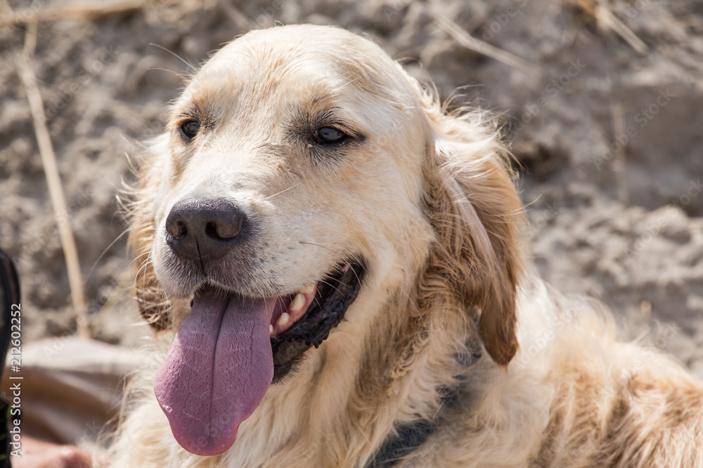 portrait of a golden retrievers Dog outside Belgium portrait of a golden retrievers Dog outside Belgium