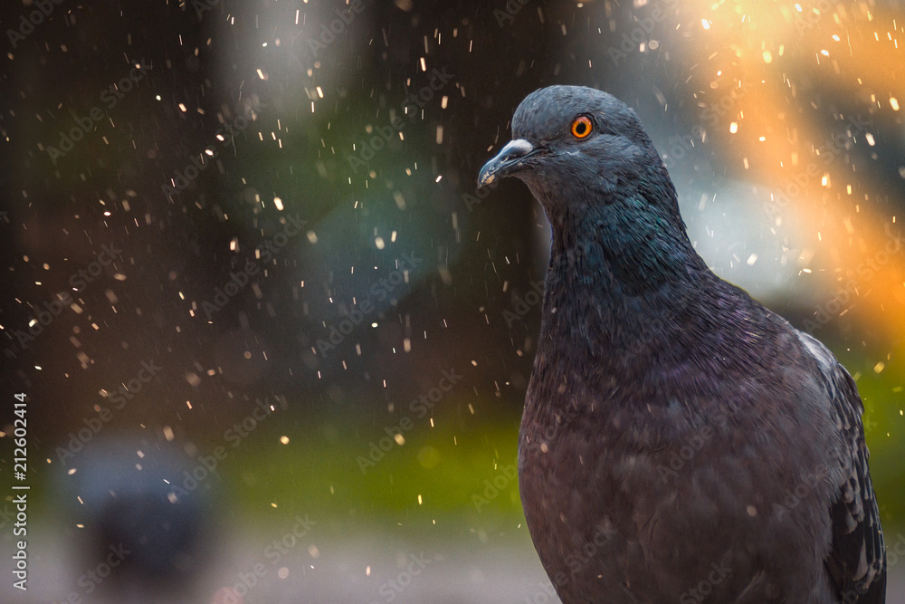 Pigeons in the street, in the park on a spring evening