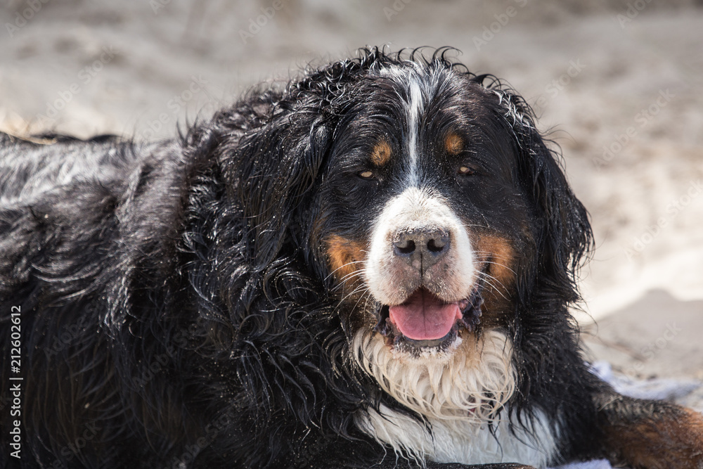 portrait of a Bernese Mountain Dog outside Belgium