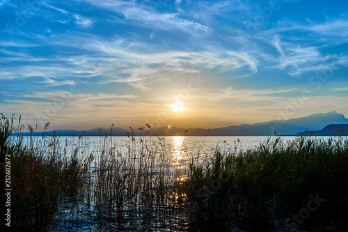 Beautiful sunset at coastline of Lake Garda   Natural reed in the lake   Next to City of Bardolino