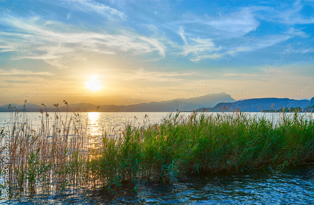 Fototapeta premium Beautiful sunset at coastline of Lake Garda / Natural reed in the lake / Next to City of Bardolino