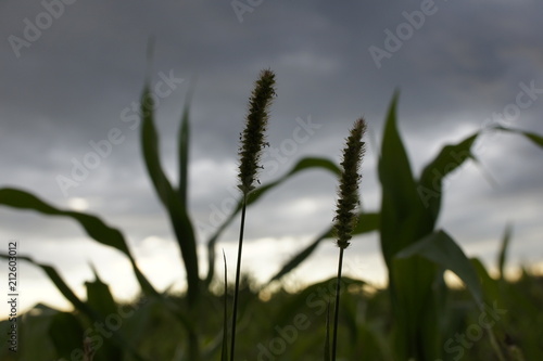 Gras & Himmel