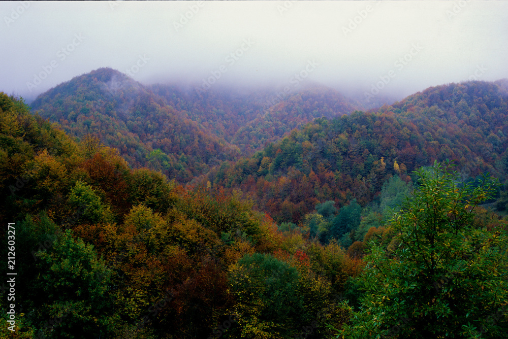 Fototapeta premium foresta alpina