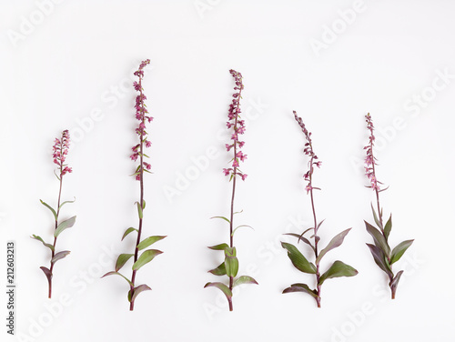Set of beautiful wild orchid flowers, isolated on white. Epipactis atrorubens, Dark-red Helleborine or Royal Helleborine. Botany concept, overhead top view, flat lay. Latvia, Northern Europe