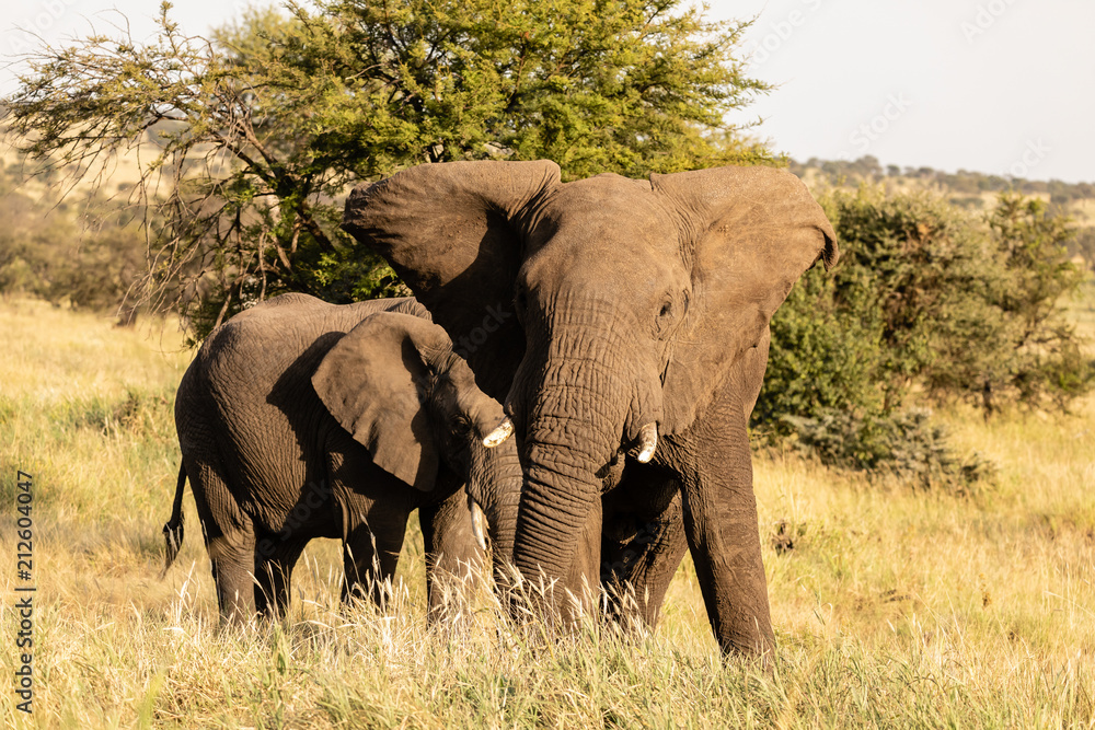 Elefant Elefant