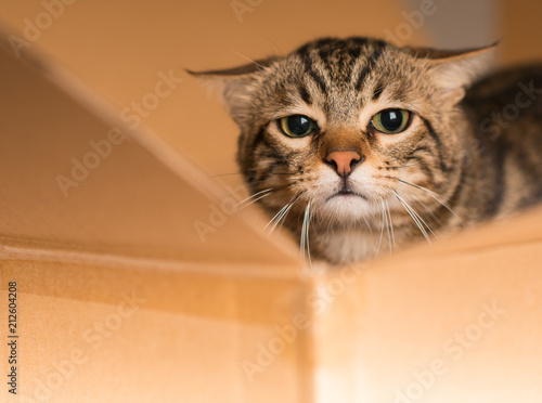 Beautiful cat playing hide and seek in a cardboard box