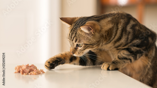 Beautiful feline cat at home. Domestic animal.