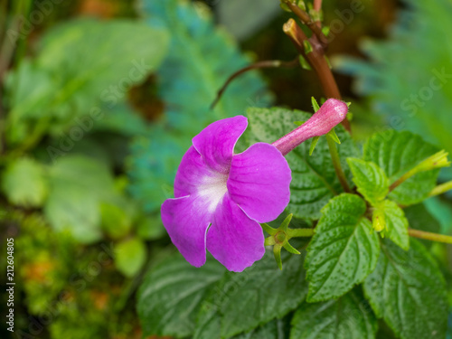 purple flower in blur background