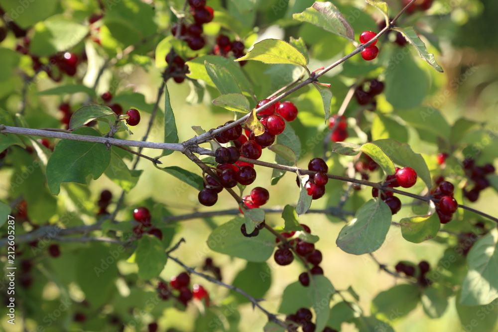 Red berry on the branches in the forest Red berry on the branches in the forest