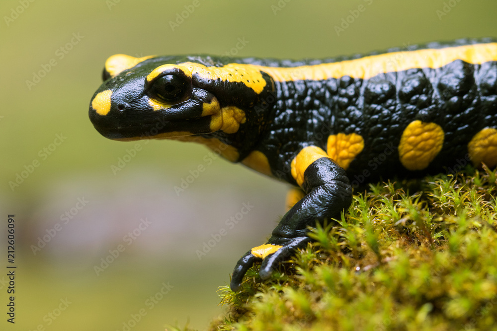 Feuersalamander - Salamandra salamandra Feuersalamander - Salamandra salamandra