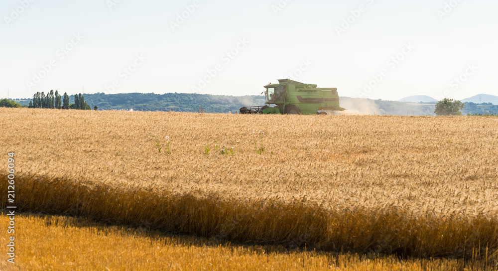 Fototapeta premium During the harvest, the combine mows the ripe wheat in the field.