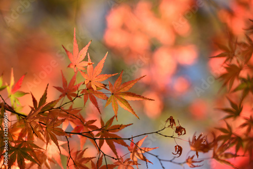 Red maple in fall