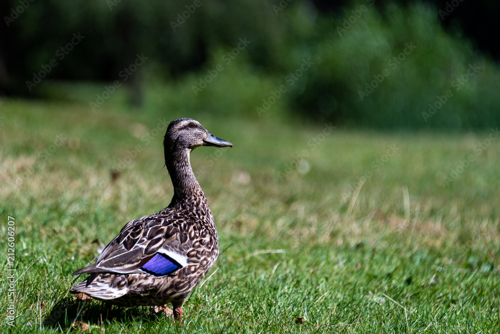Female mallard duck keeping a watchful eye out while foraging in the grass of a park
Female mallard duck keeping a watchful eye out while foraging in the grass of a park
