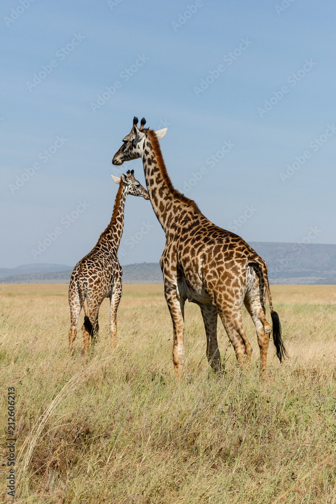 Obraz premium Giraffe