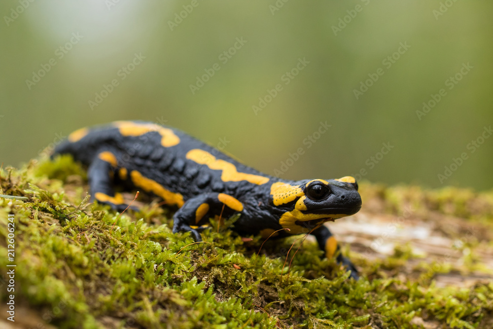 Fototapeta premium Feuersalamander - Salamandra salamandra