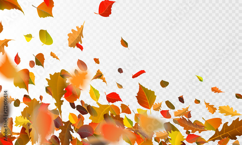 Stock vector illustration autumn falling leaves on transparent checkered background. Autumnal foliage fall and poplar leaf flying in wind motion blur. Orange design for autumn design EPS10