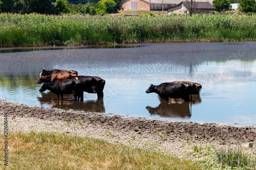 Herd of cows at the watering place © olyasolodenko