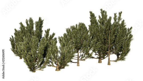 3D Rendering Green Mulga Trees on White
