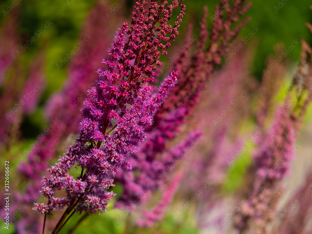 Obraz premium Blossom Close-up