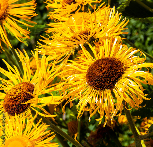 Great sun flowers