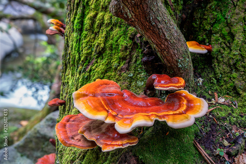 Red and Orange Mushroom Fungus growing on tree near stream 