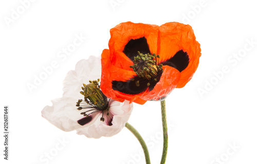 Fototapeta Naklejka Na Ścianę i Meble -  beautiful meadow poppies isolated