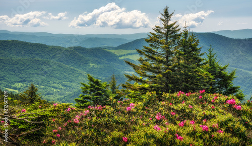 Roan Mountain State Park Carvers Gap rhododendron blooming photo