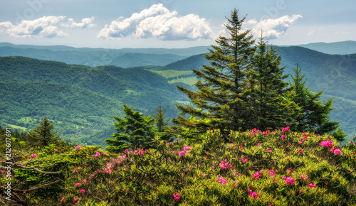 Billede på lærred Roan Mountain State Park Carvers Gap rhododendron blooming