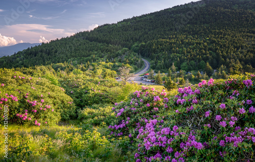 Roan Mountain Carvers Gap rhododendron blooming photo