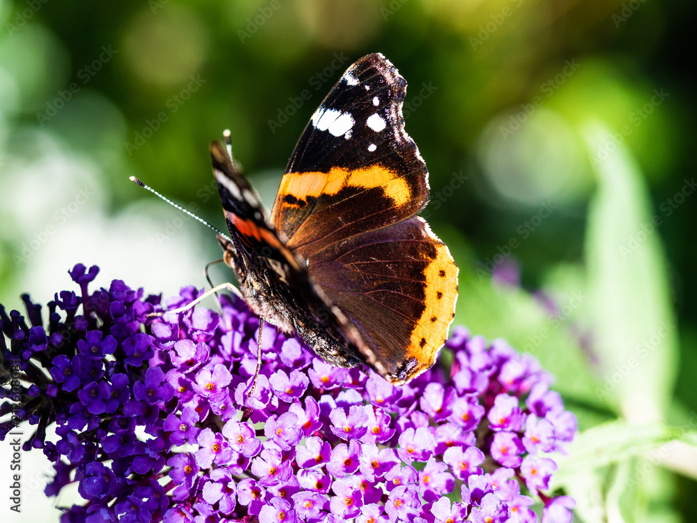 Obraz premium Butterfly close-up