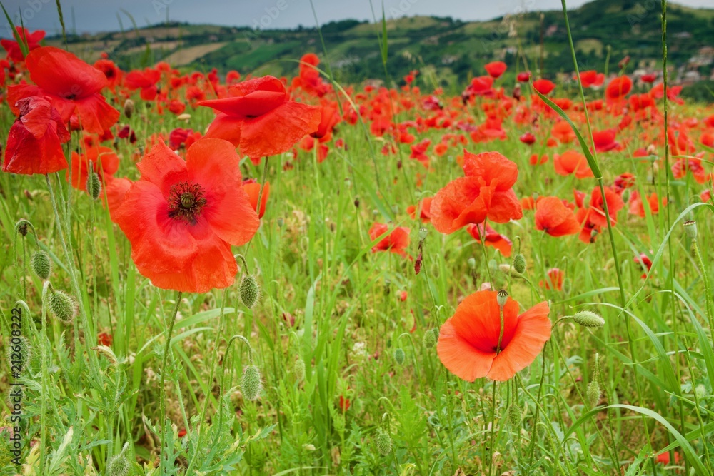 Obraz premium Papaveri modenesi