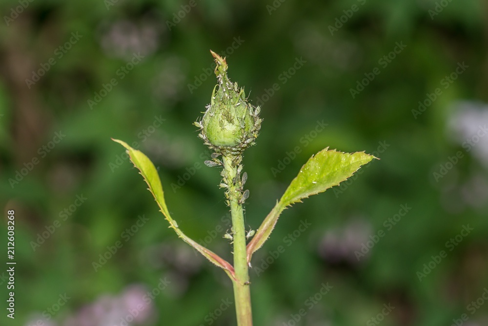 Mit Blattläusen befallene Rosen Knospe