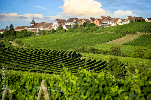 Landscape vineyards of wine route. France, Alsace