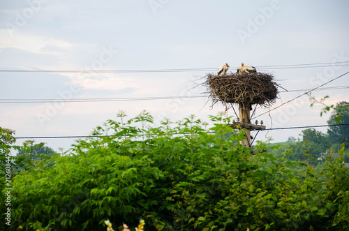 glade with storks on the pillar