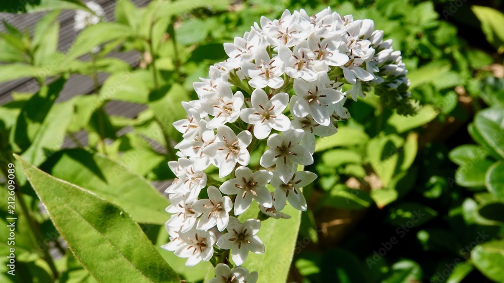 Blühender Schneefelberich, Lysimachia clethroides Blühender Schneefelberich, Lysimachia clethroides