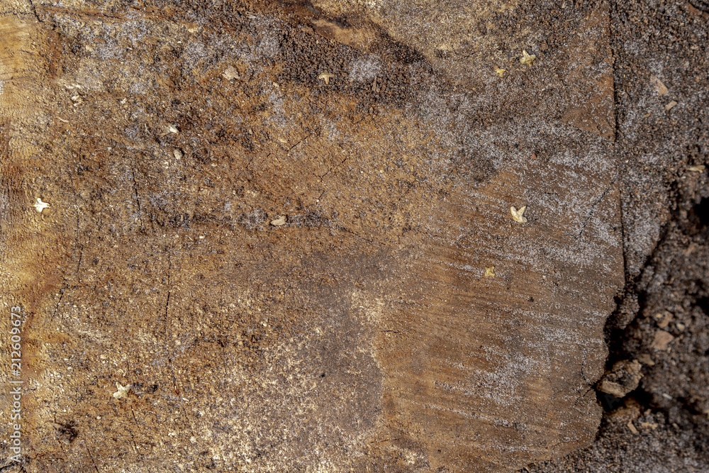 Cracked old pine wood board. Old pine wood texture Cracked old pine wood board. Old pine wood texture