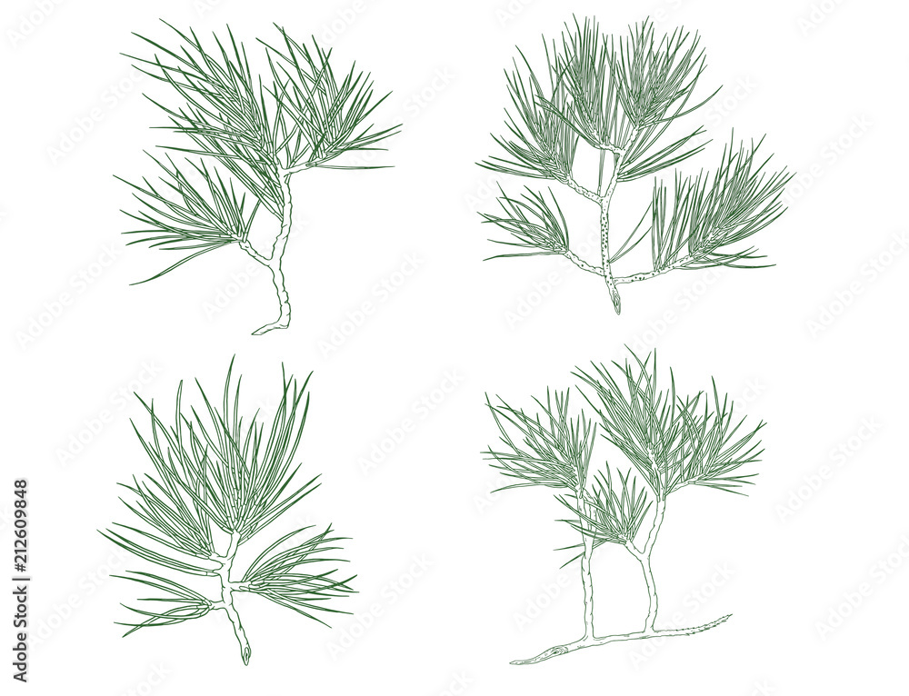 Set of Green Christmas pine tree branch. Contour illustration